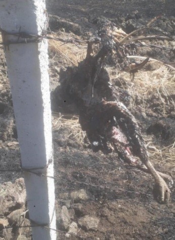 Tavşanlı&rsquo;da kuşun sebep olduğu yangın s&ouml;nd&uuml;r&uuml;ld&uuml;
