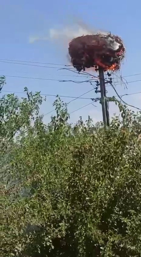 Leylek yuvası cayır cayır yandı