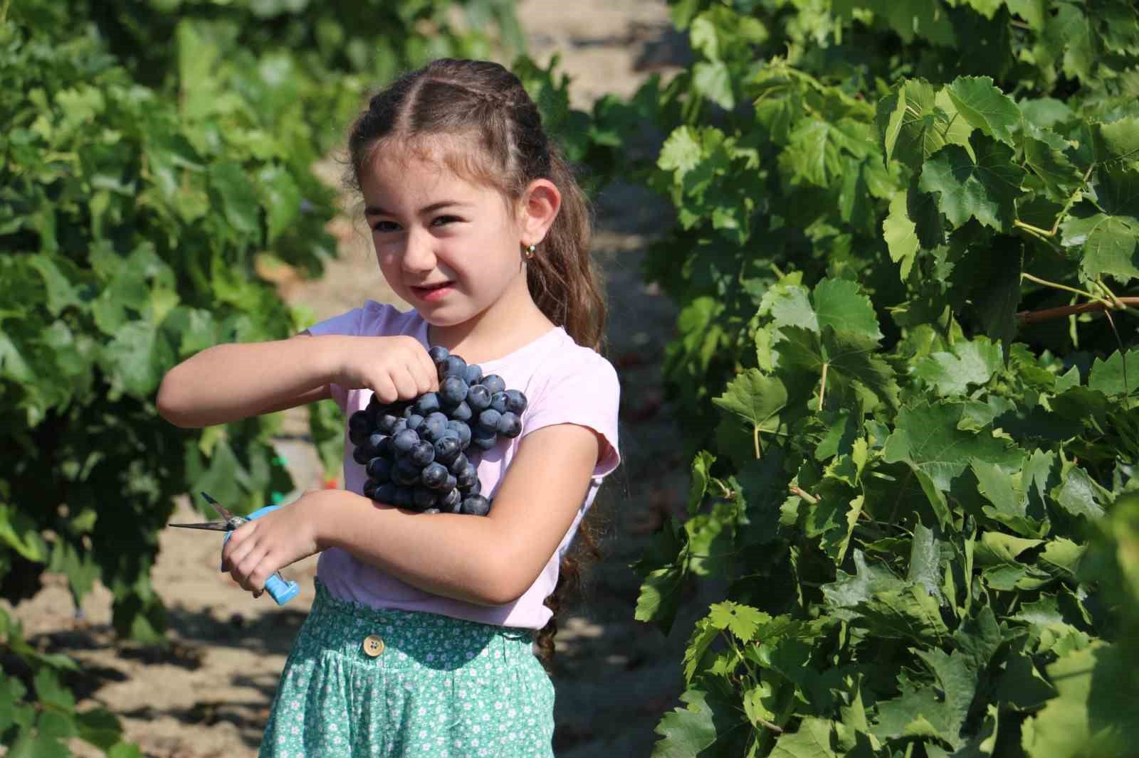 Erzincan&rsquo;da &ccedil;arşı ve pazarın en &ccedil;ok satan meyvesinde hasat zamanı
