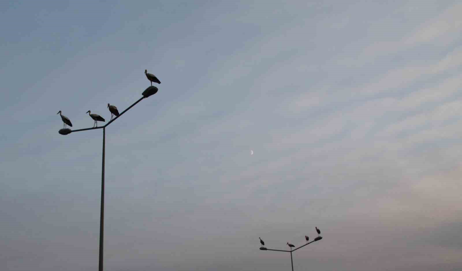 Erzincan&rsquo;da leyleklerin erken g&ouml;&ccedil;&uuml;
