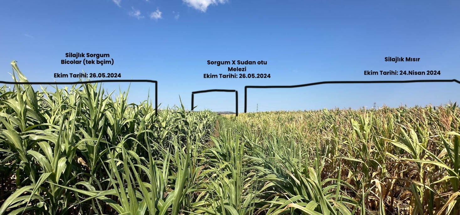 Silajlık Sorgum Projesi: Tekirdağ&rsquo;da kuraklığa karşı tarımsal yenilikler incelendi

