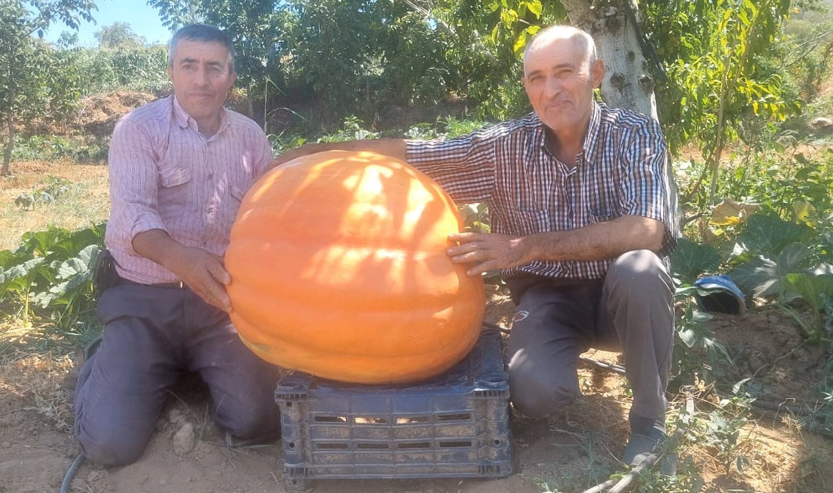 Sarıgöl’de 70 kilogramlık balkabakları