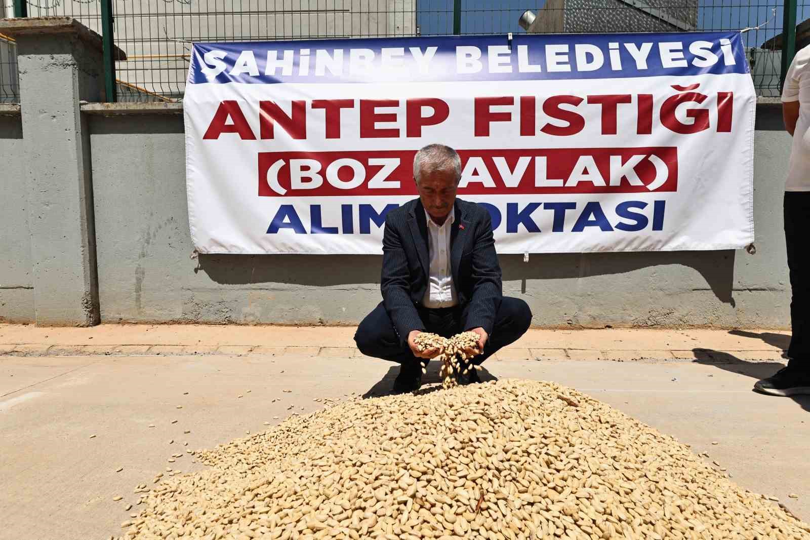 Şahinbey Belediyesi fıstık alımına başladı