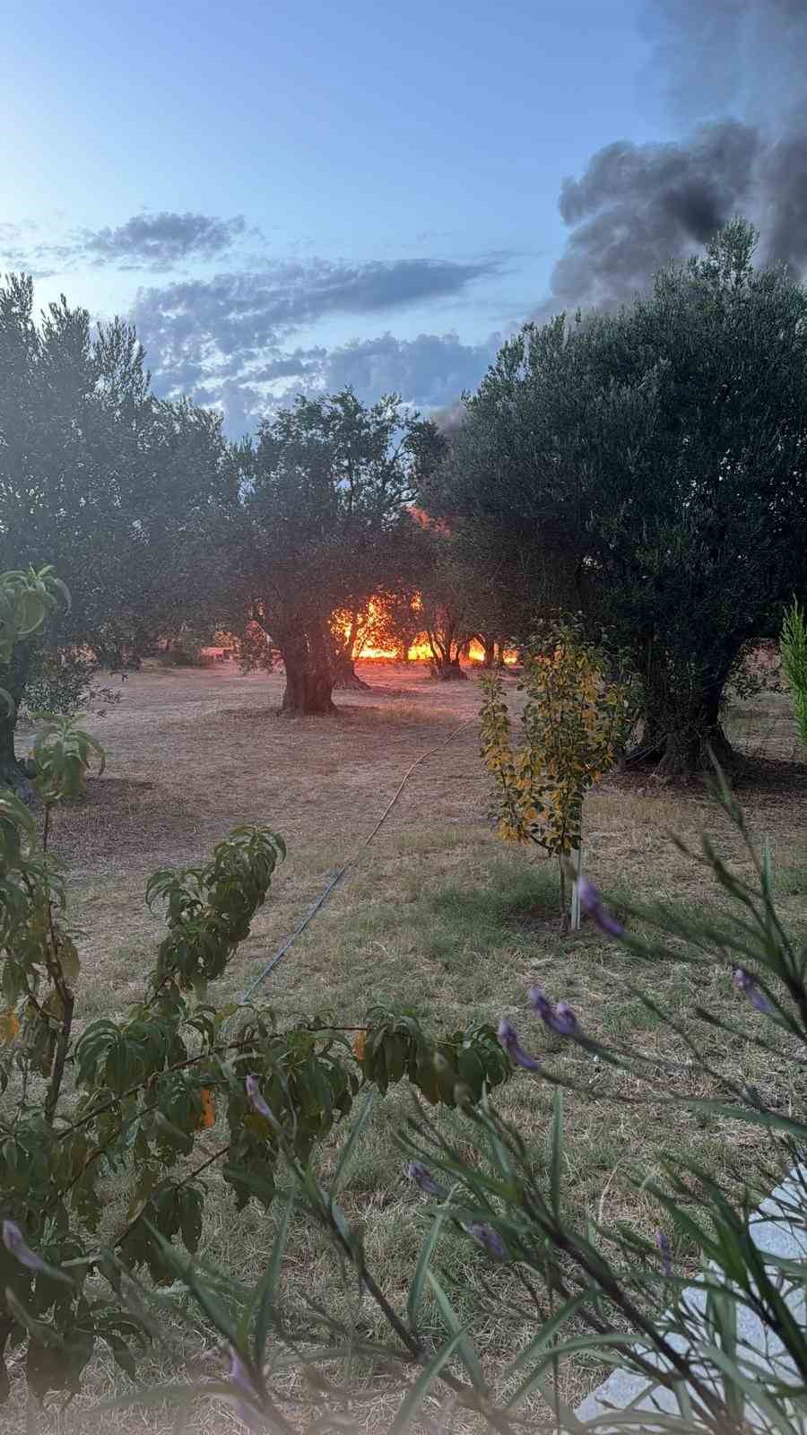 Ayvalık&rsquo;ta &ccedil;ıkan yangın korkuttu
