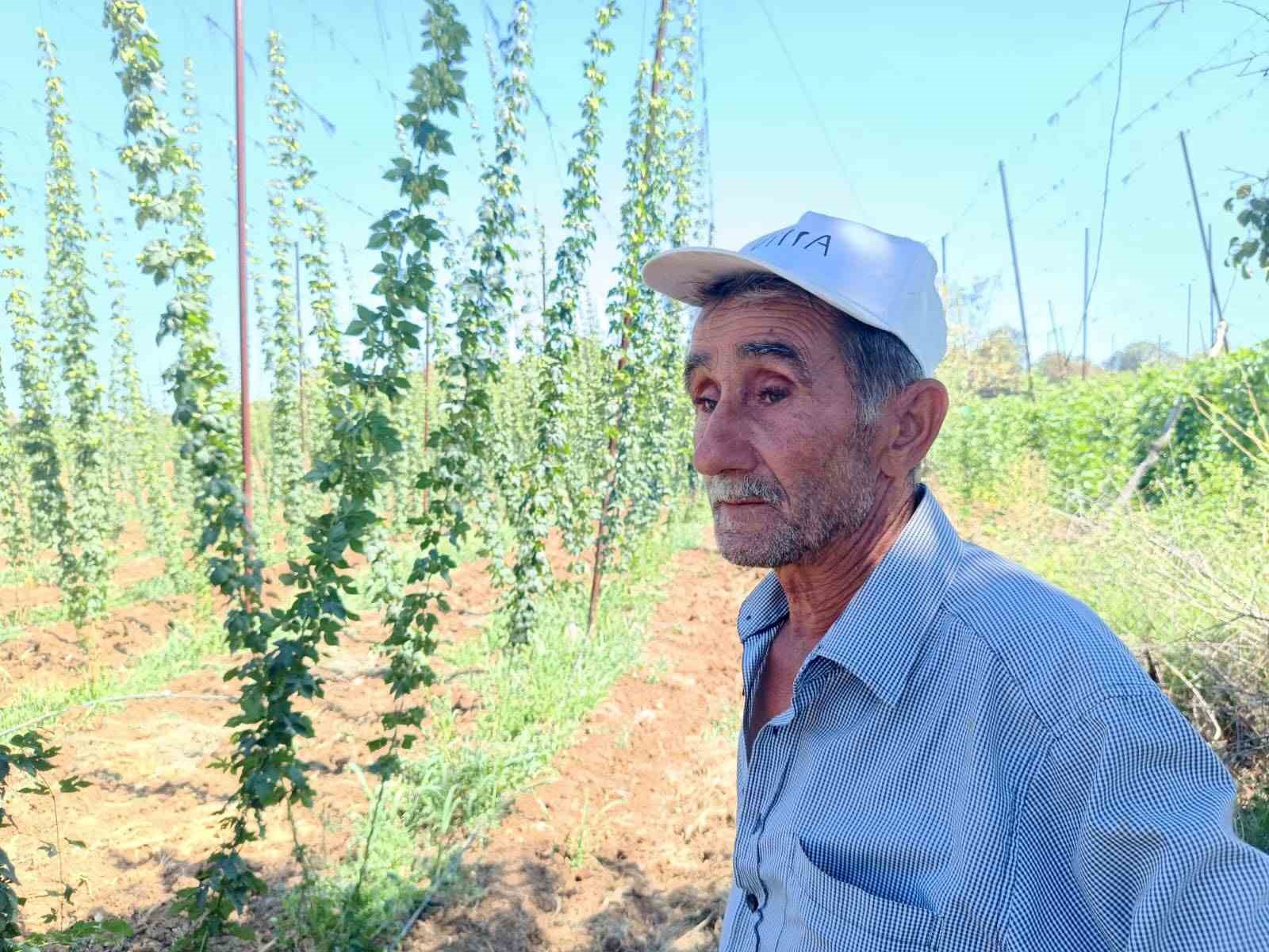 Türkiye’de sadece Bilecik’te yetişen endüstriyel bitkide hasat zamanı
