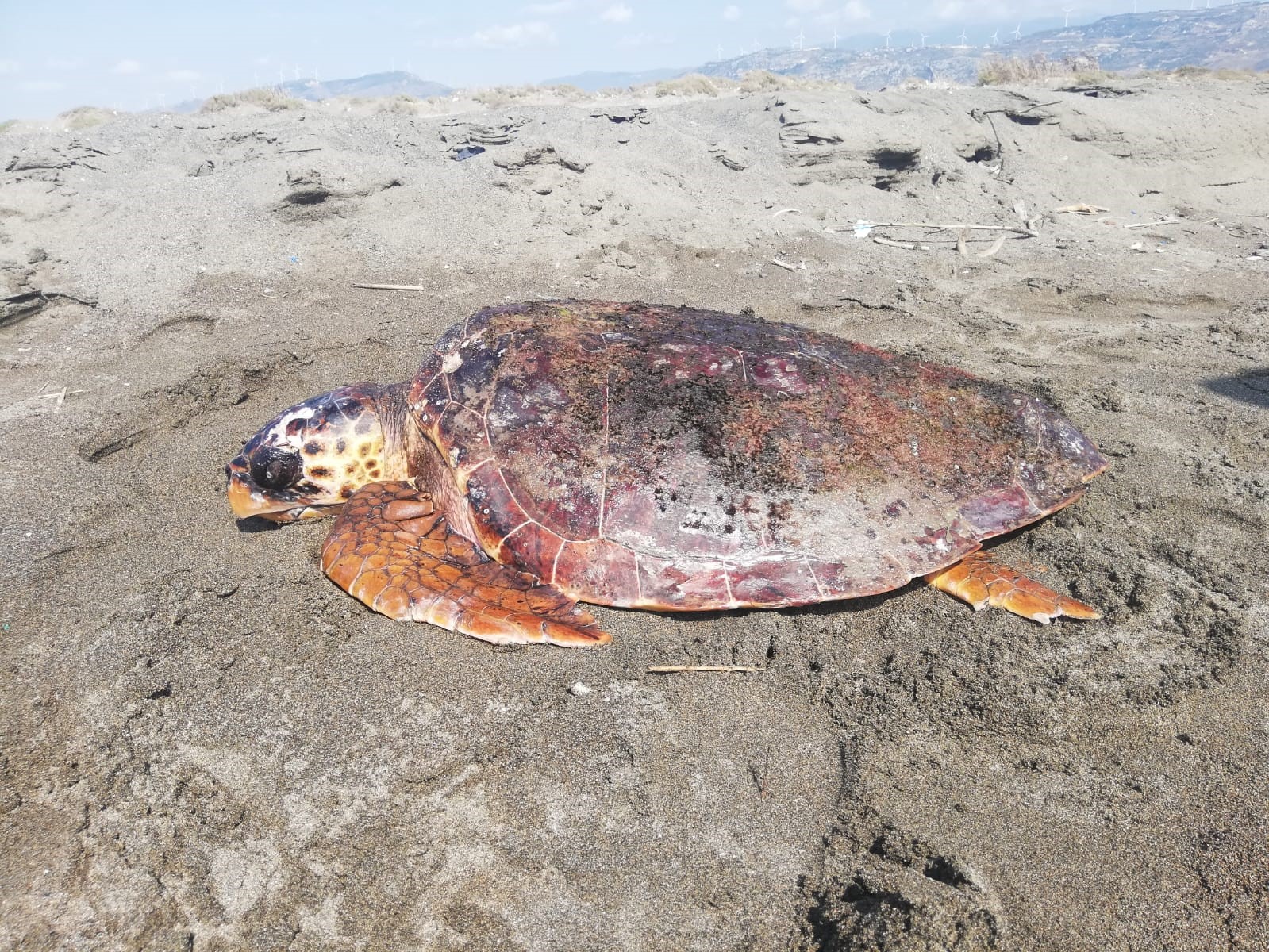 Yaralı caretta caretta tedavi altına alındı