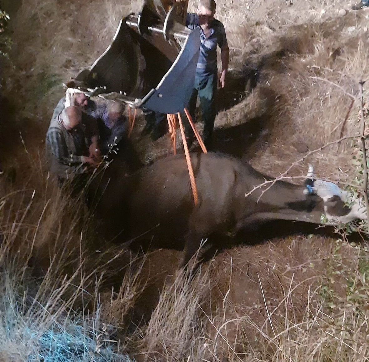 Diyarbakır&rsquo;da dereye d&uuml;şen inek iş makinesiyle kurtarıldı
