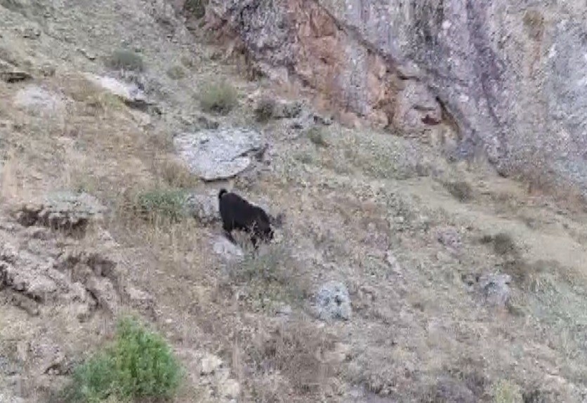 Kayalıklarda mahsur kalan ke&ccedil;iler kurtarıldı
