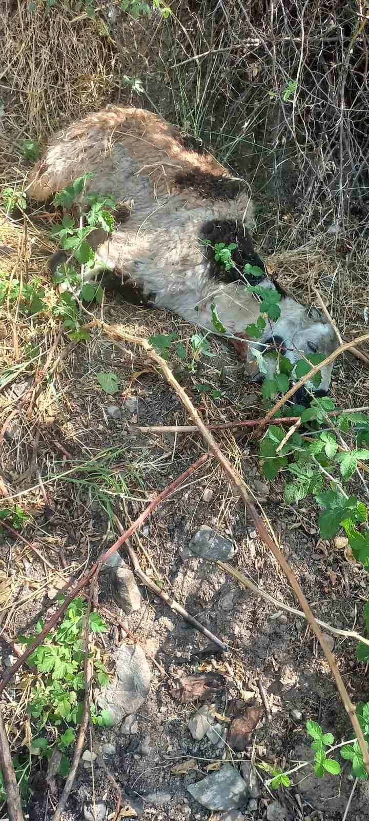 Kulp ilçesinde başıboş sokak köpekleri 19 koyunu telef etti
