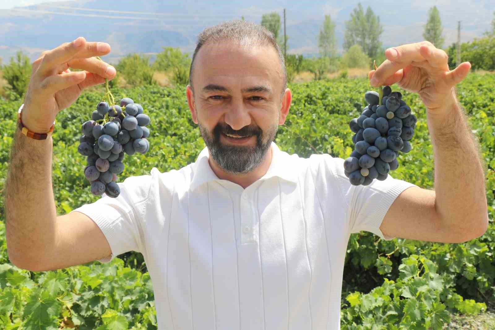 Erzincan’ın tescilli Cimin üzümü, dünyaca meşhur İtalya’nın üzümüne rakip oldu
