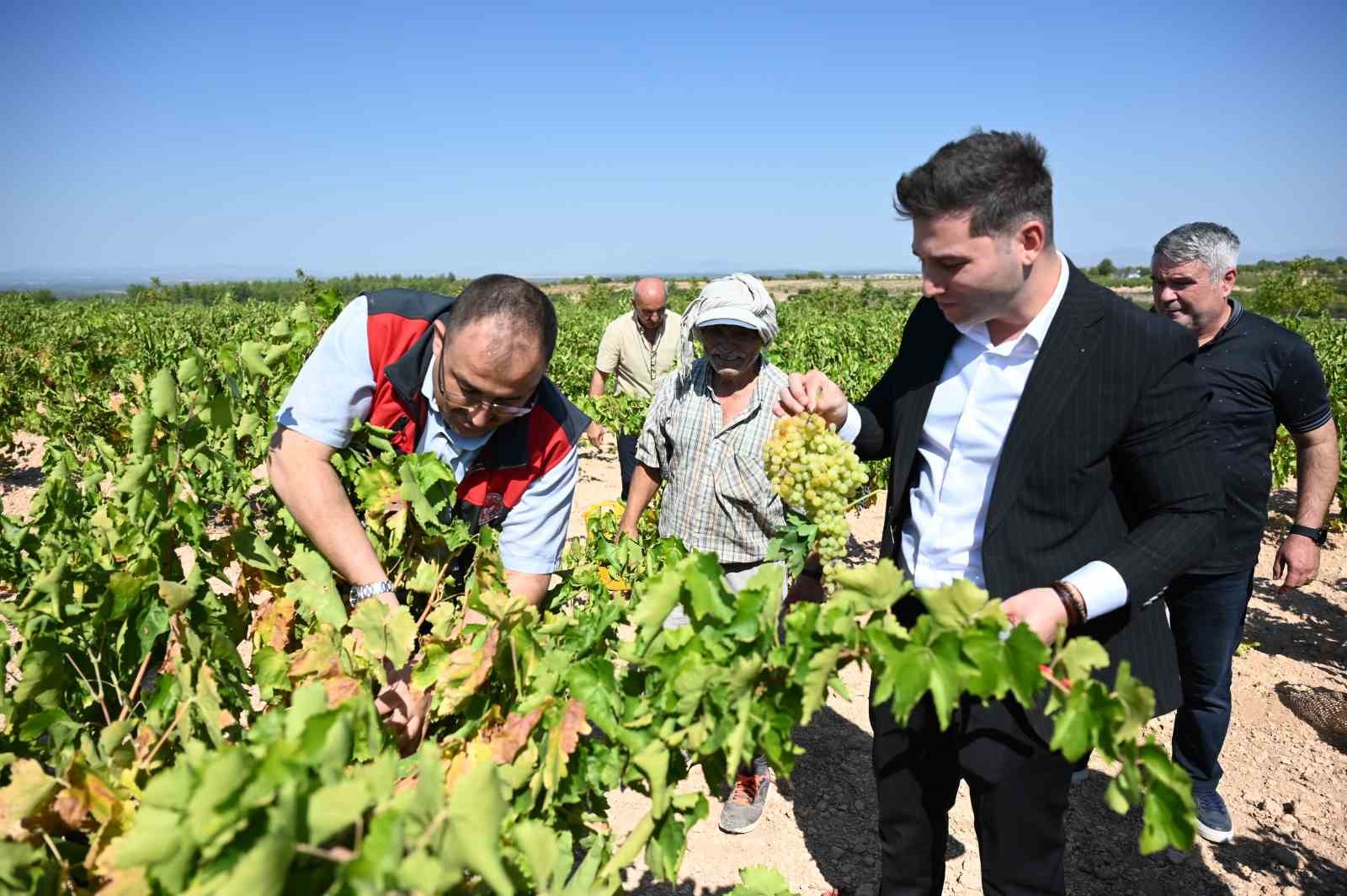 Susuz yetişen meşhur Bekilli üzümünde hasat zamanı
