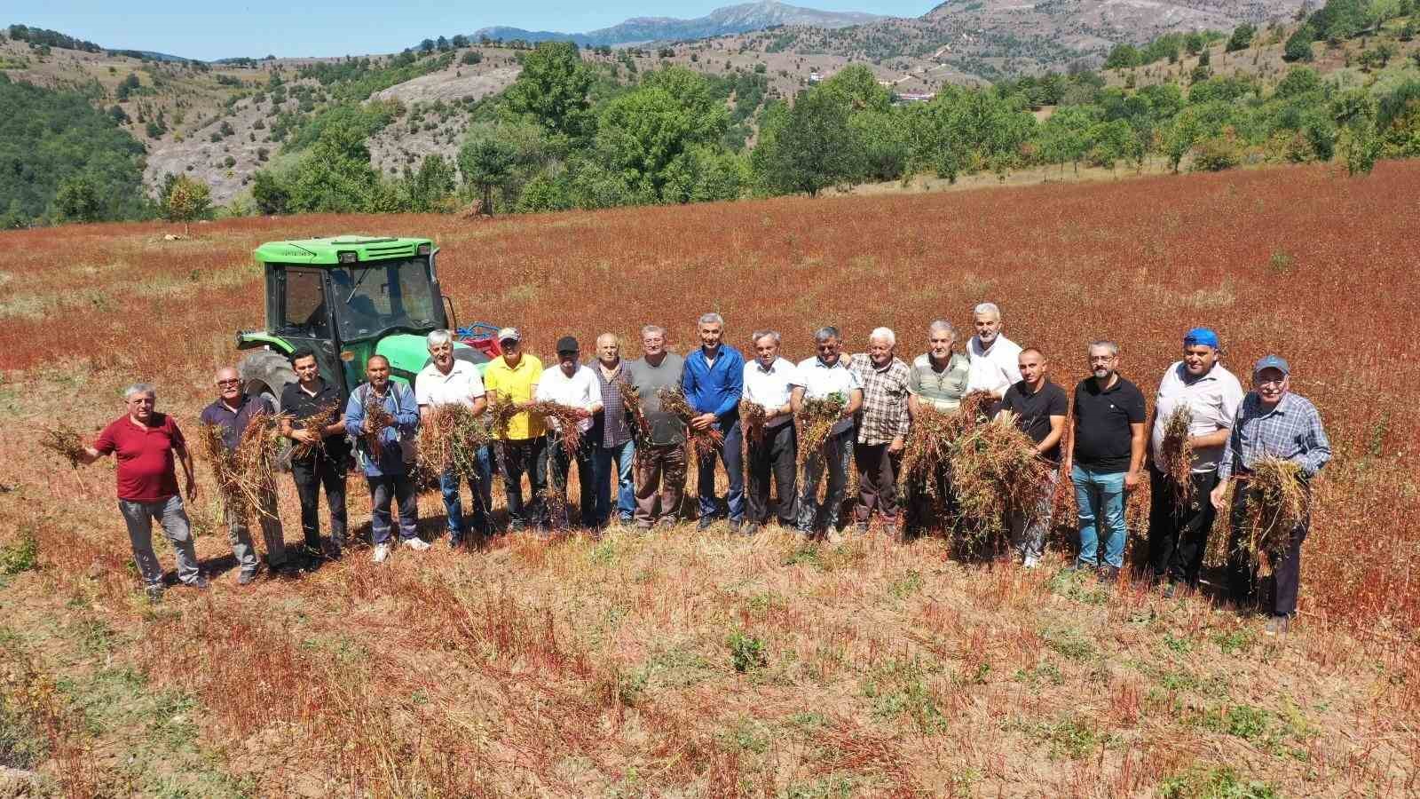 Ordu’da buğday hasadı
