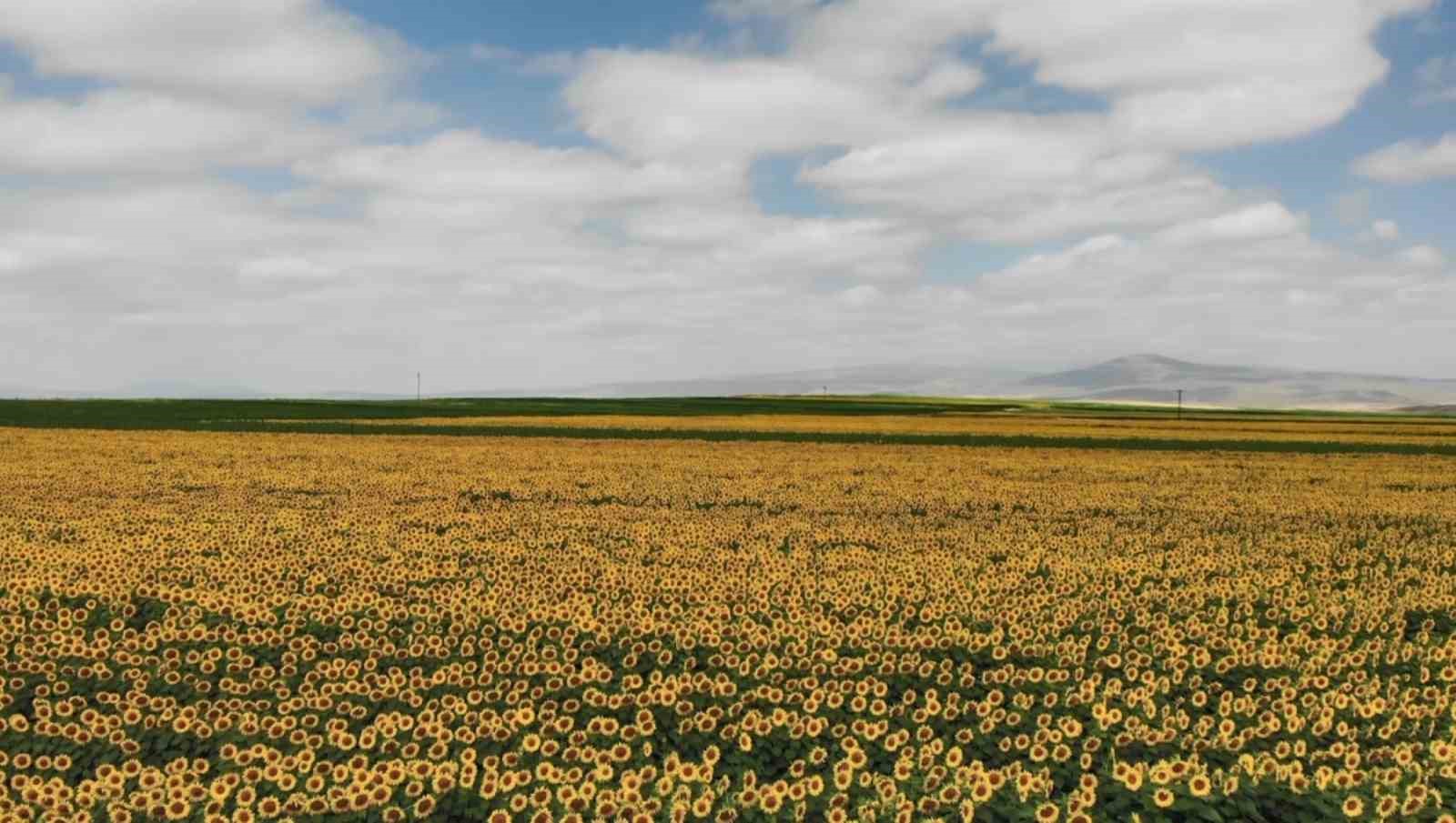 Kars’ta ayçiçeği tarlaları çiçek açtı
