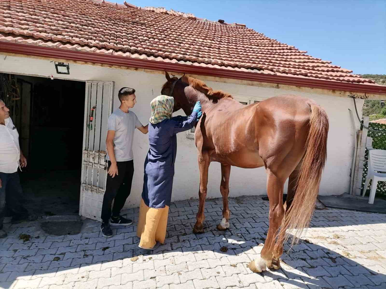 Tavşanlı’da atlarda sağlık taraması ve çip uygulaması