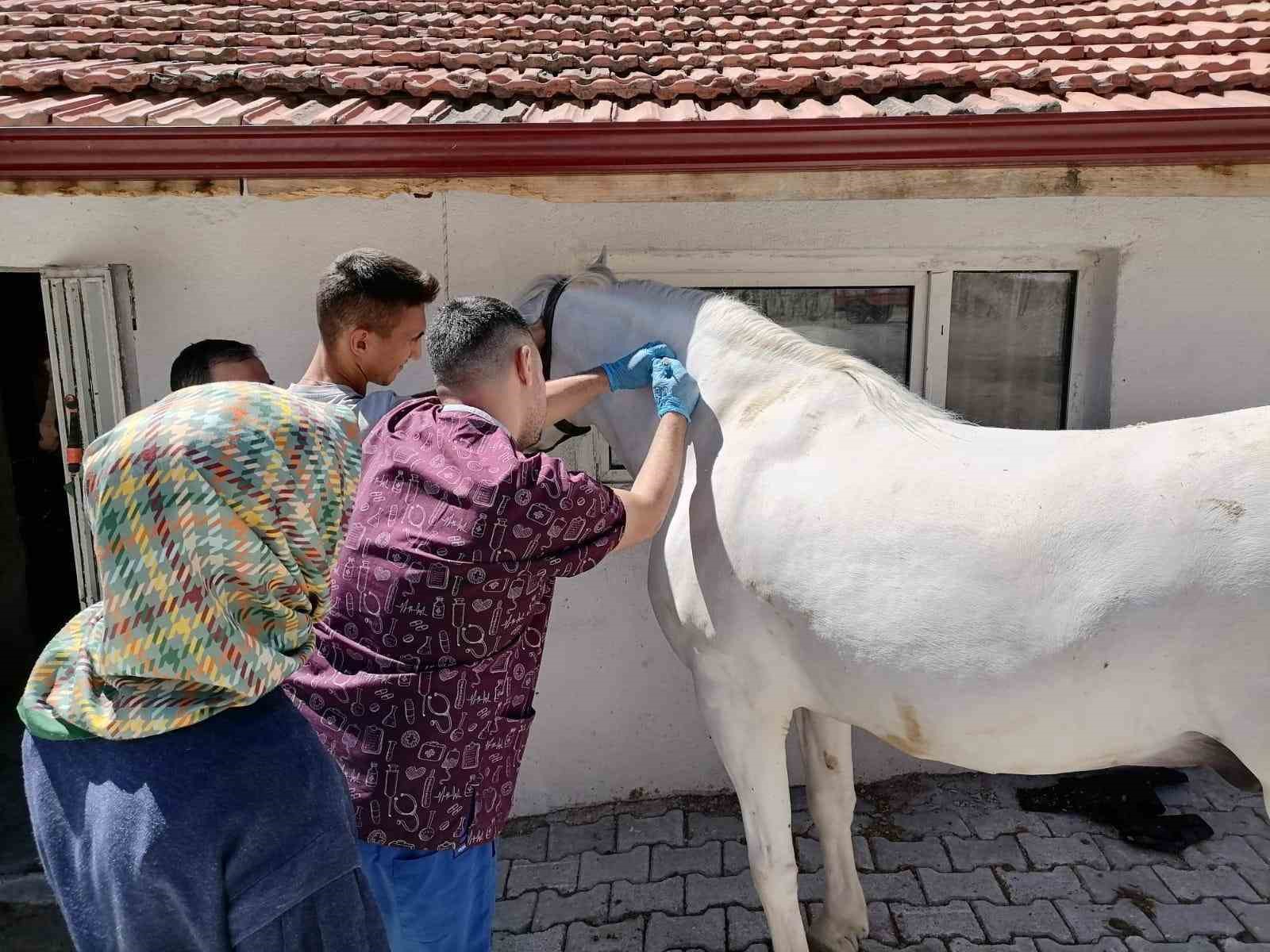 Tavşanlı’da atlarda sağlık taraması ve çip uygulaması
