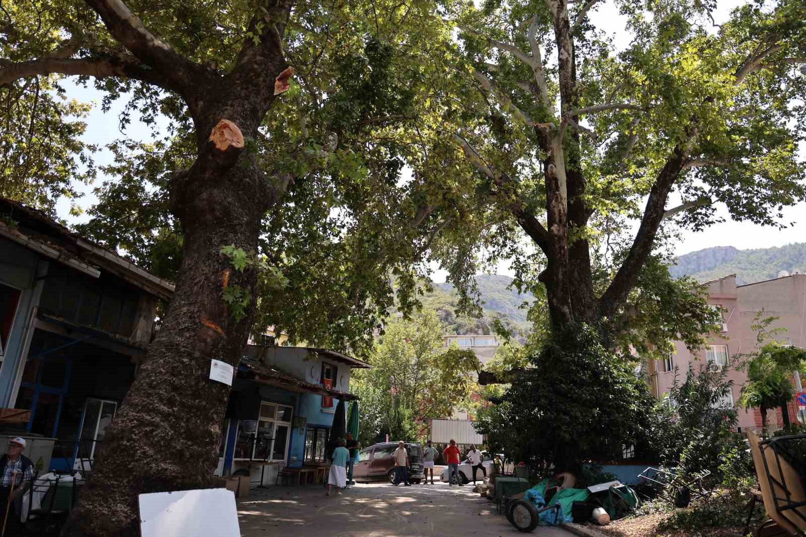 Asırlık çınar ağacı faciaya yol açıyordu: “Bir çatırtı koptu, kıyamet kopuyor sandık”
