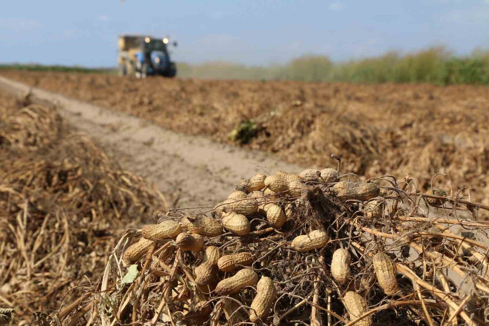 Adana Tarım ve Orman İl Müdürü Kökçüoğlu: "Yer fıstığının Türkiye genelindeki üretiminin yüzde 50’si ilimizde yetiştiriliyor"
