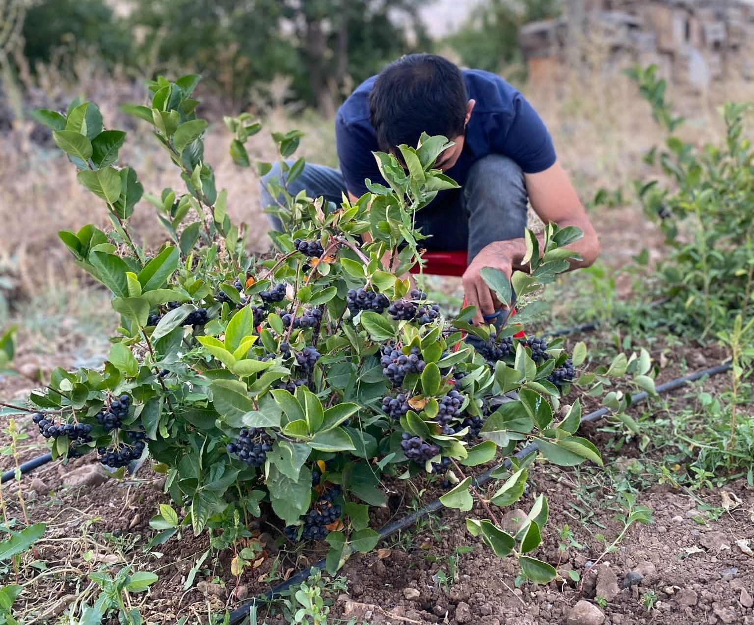 Erzincan&rsquo;ın ilk aronya bah&ccedil;eleri meyvelerini verdi
