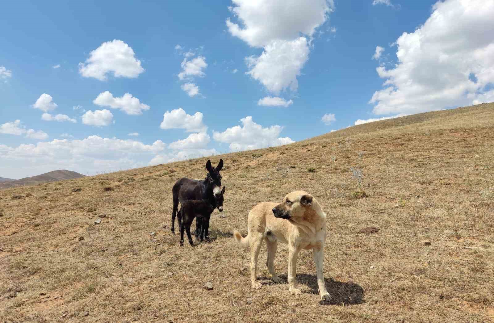 ’Kral’ bu kez sürünün eşeğine sahip çıktı
