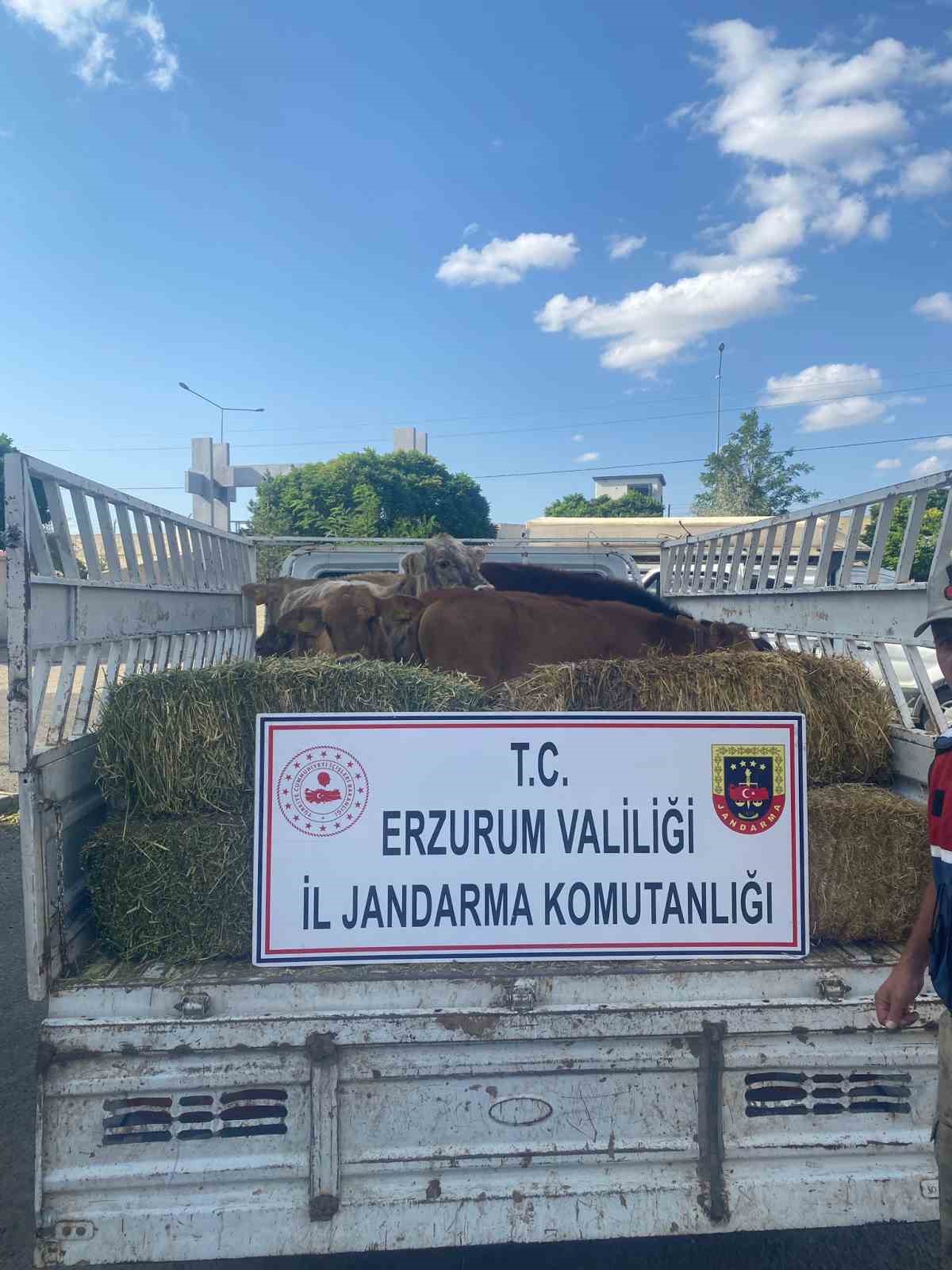 Büyükbaş hayvan hırsızları jandarmadan kaçamadı
