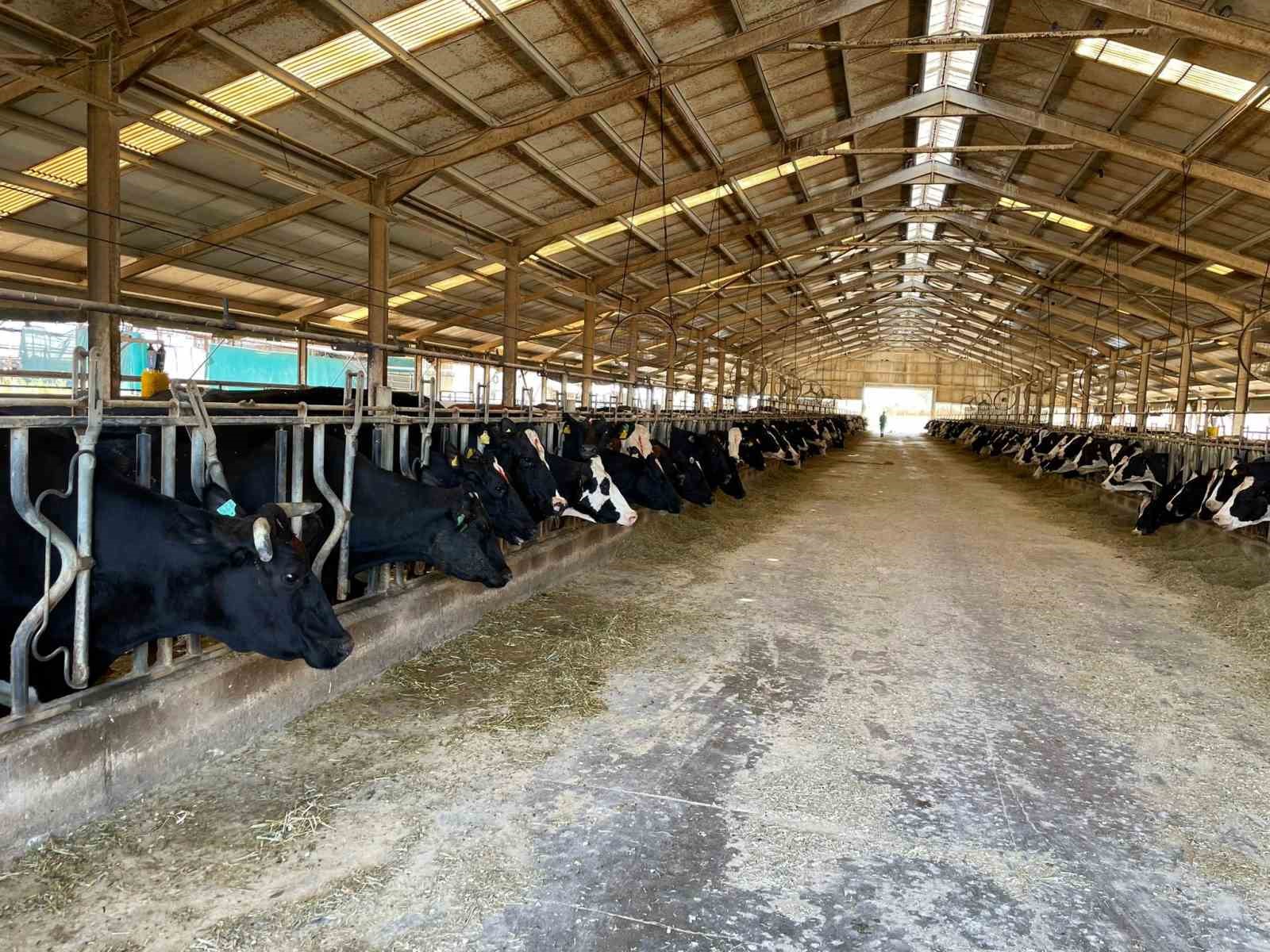 Kırklareli&rsquo;nde b&uuml;y&uuml;kbaş hayvan işletmelerine arilik kontrolleri
