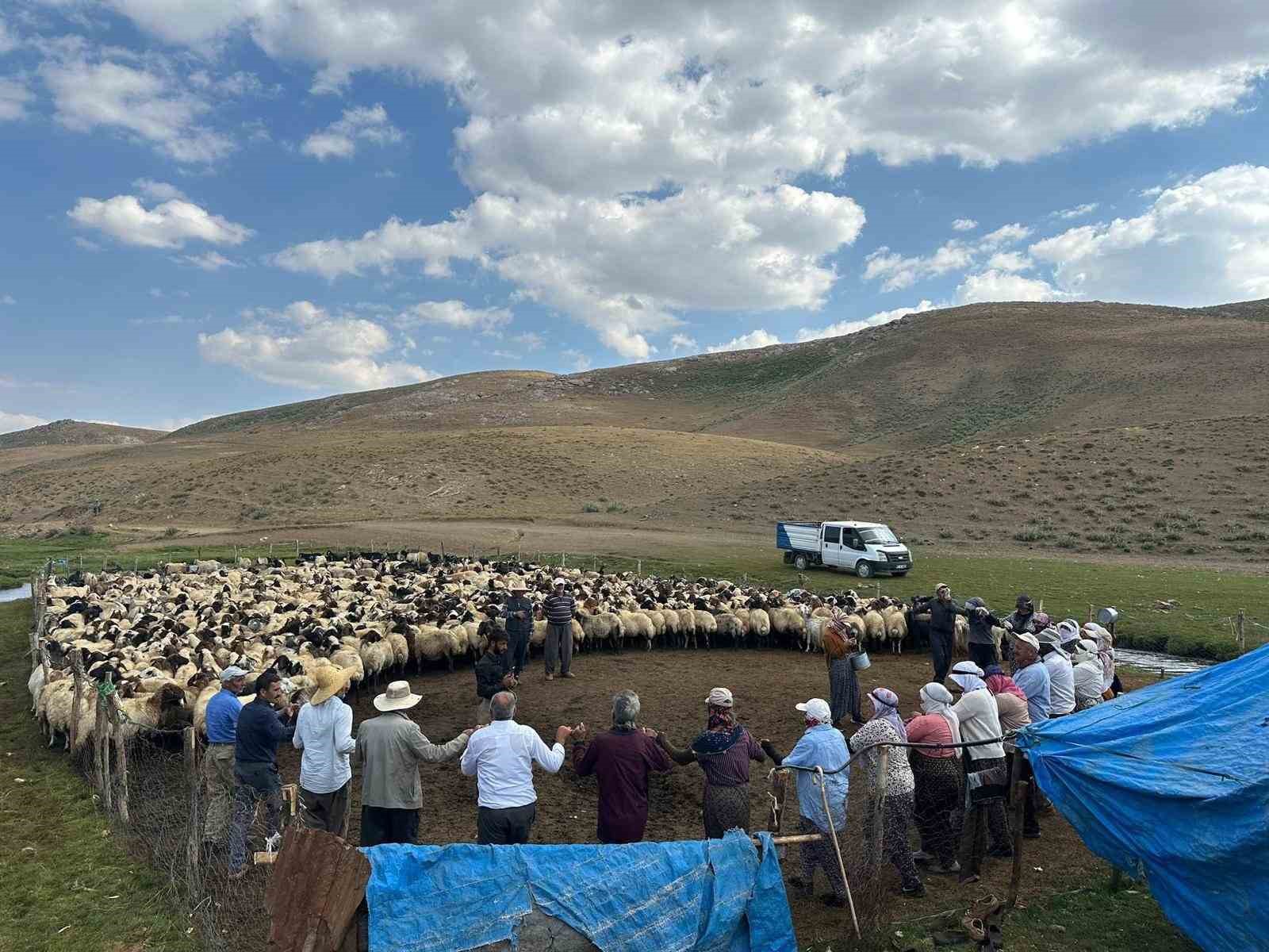 Yüksekova’nın yaylalarında hayvan küpeleme ve aşılama çalışması