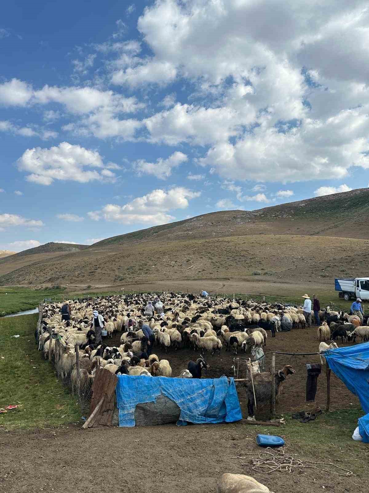 Yüksekova’nın yaylalarında hayvan küpeleme ve aşılama çalışması
