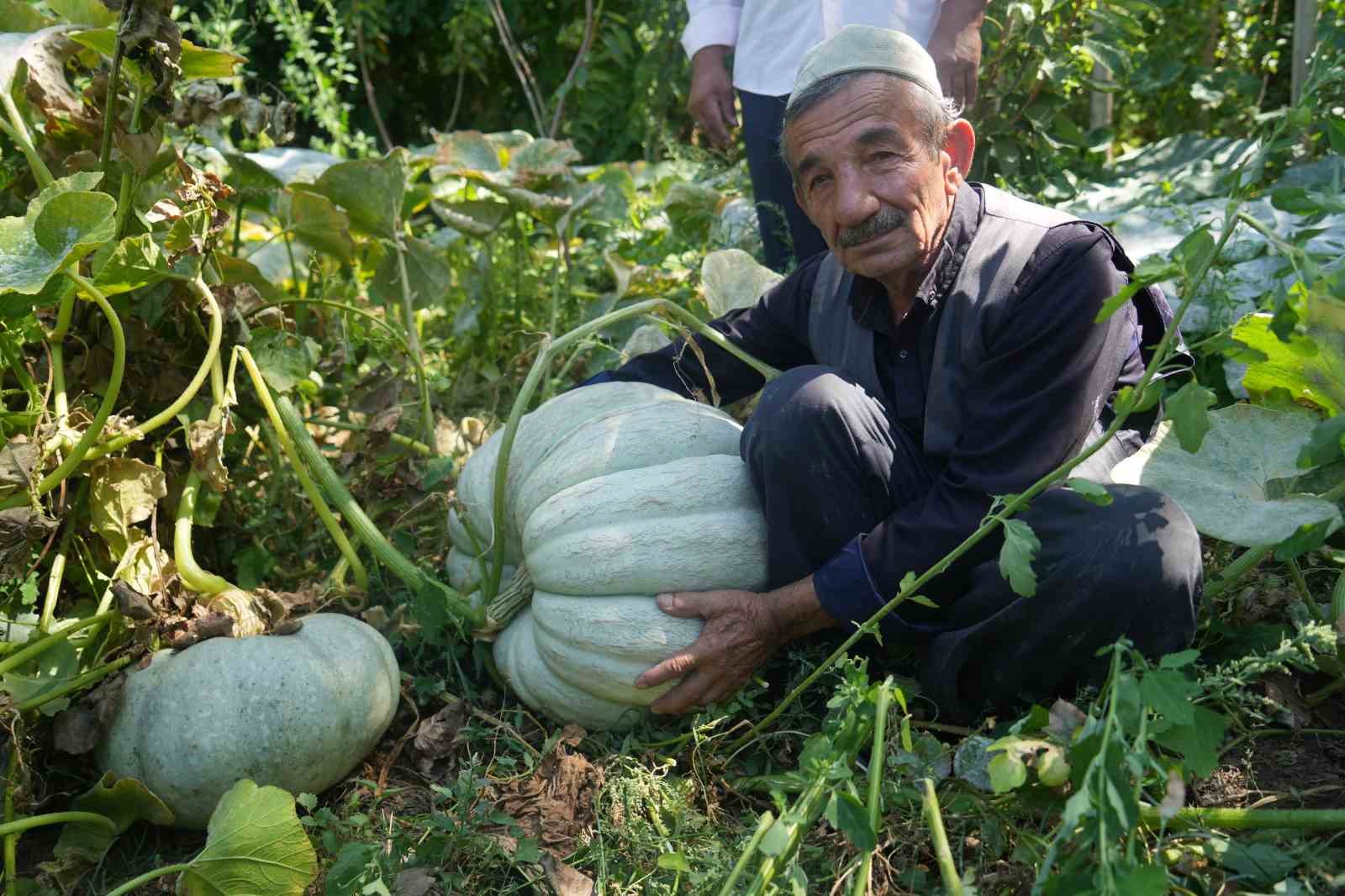 Muşlu çiftçi 50 kiloluk bal kabağı yetiştirdi