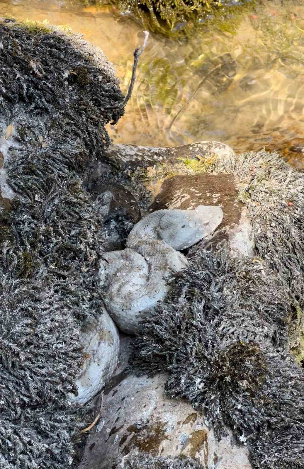 Yüksekova’da koca engerek yılanı görüntülendi
