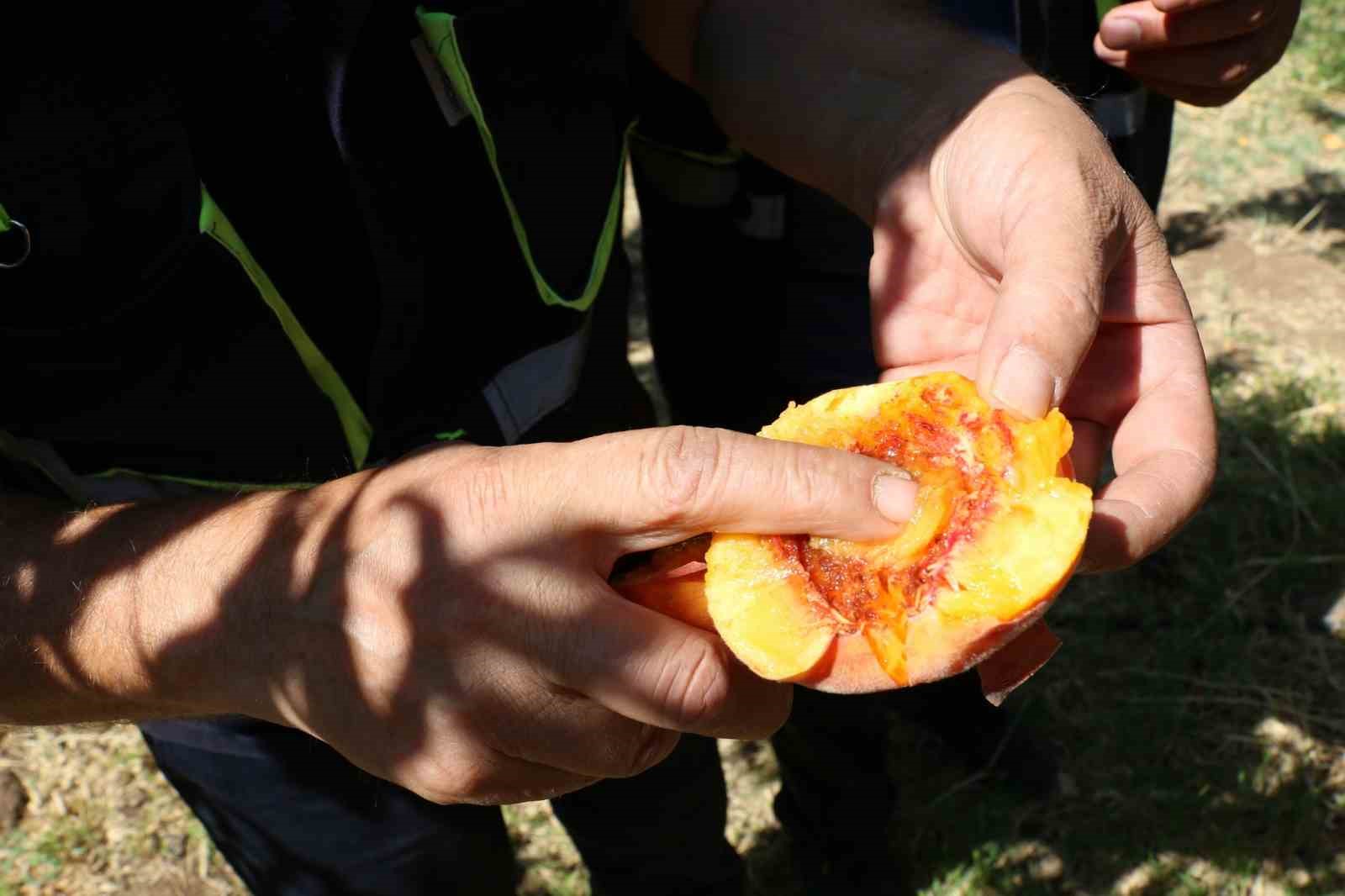 Akdeniz sineği Erzincan&rsquo;ın meyve bah&ccedil;elerini tehdit ediyor!

