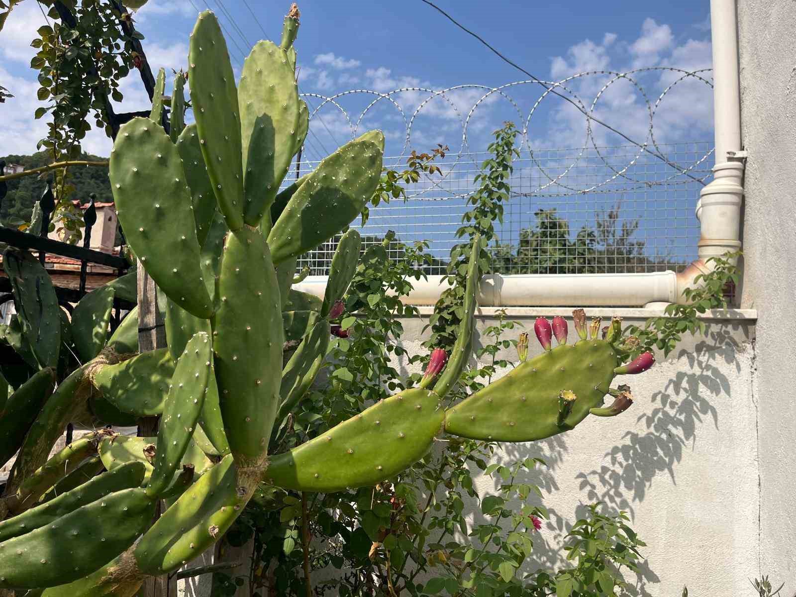 12 yıl &ouml;nce bah&ccedil;esine diktiği kakt&uuml;s boyunu ge&ccedil;ti

