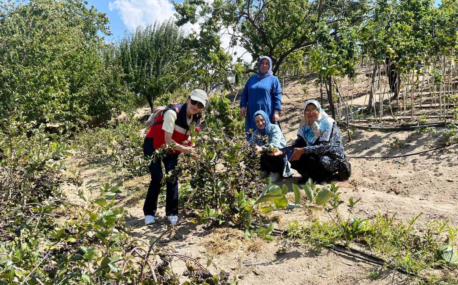 Kütahya’da ahududu üreticisi kadınlar Bursa Tarım İşletmesinde