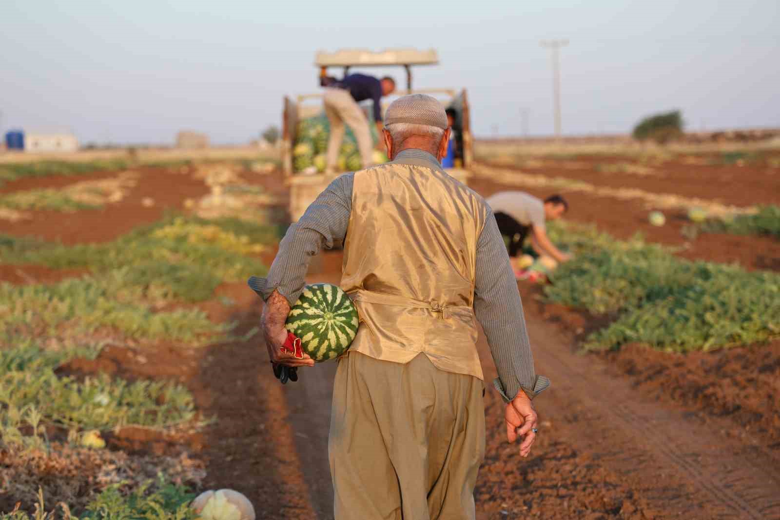 Diyarbakır karpuzunda hasat devam ediyor, üretici beklediği verimi alamadı