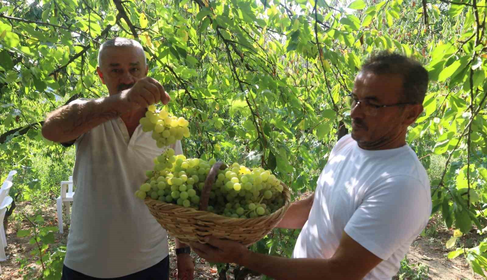 Lezzetiyle meşhur üzümlerin hasadına başlandı
