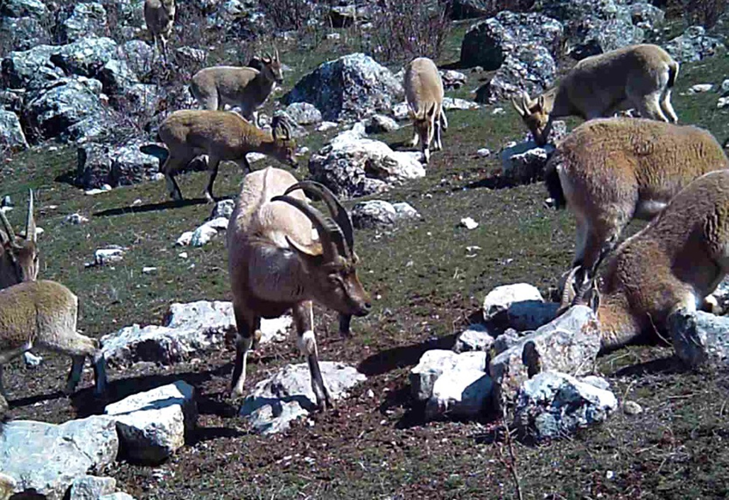 Yaban keçisi sürüsü fotokapanla görüntülendi
