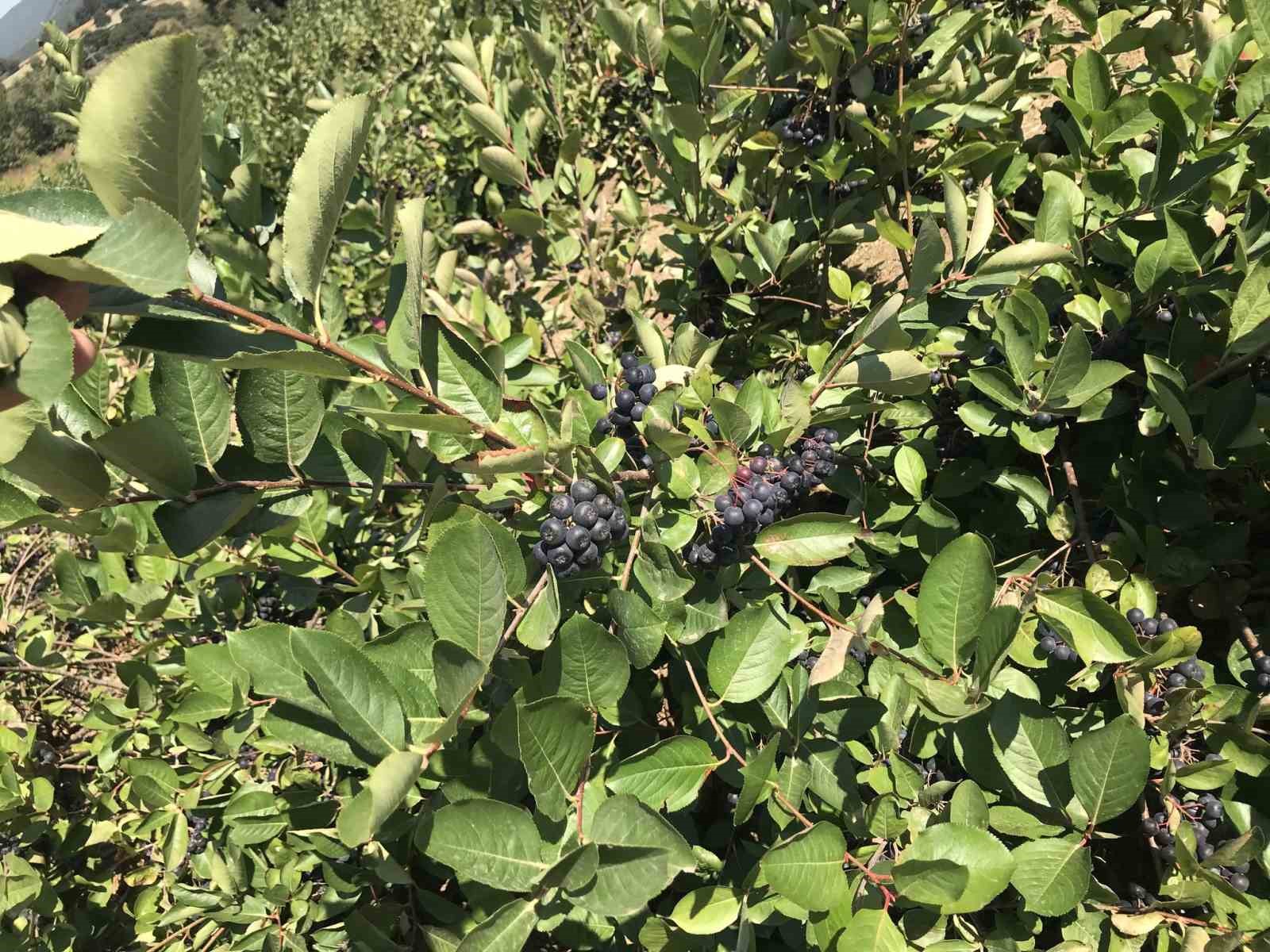 Çan Kaymakamı Dr. Nebioğlu Aronya Tarlasını Gezdi
