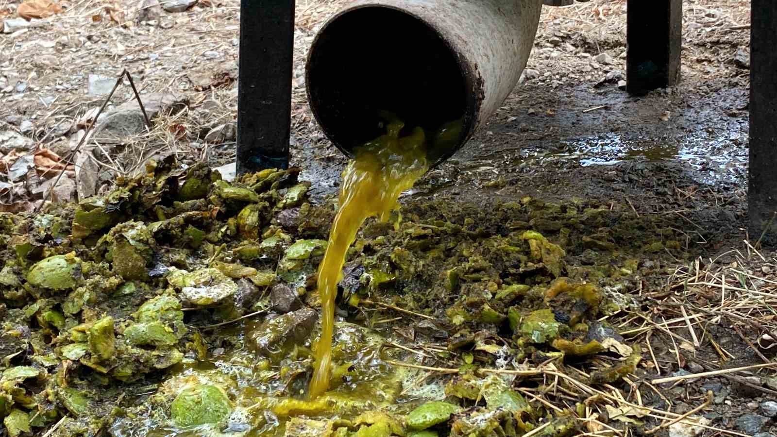 Adana’da ceviz hasadı başladı
