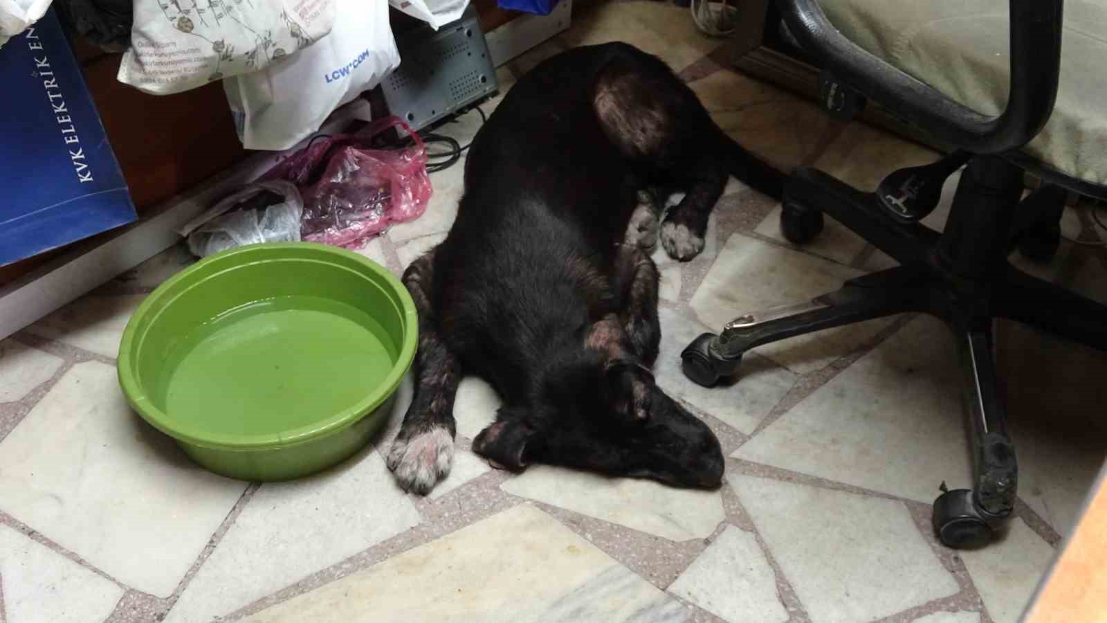Sıcaktan bunalan sokak k&ouml;peği klimalı işyerine girerek serinledi
