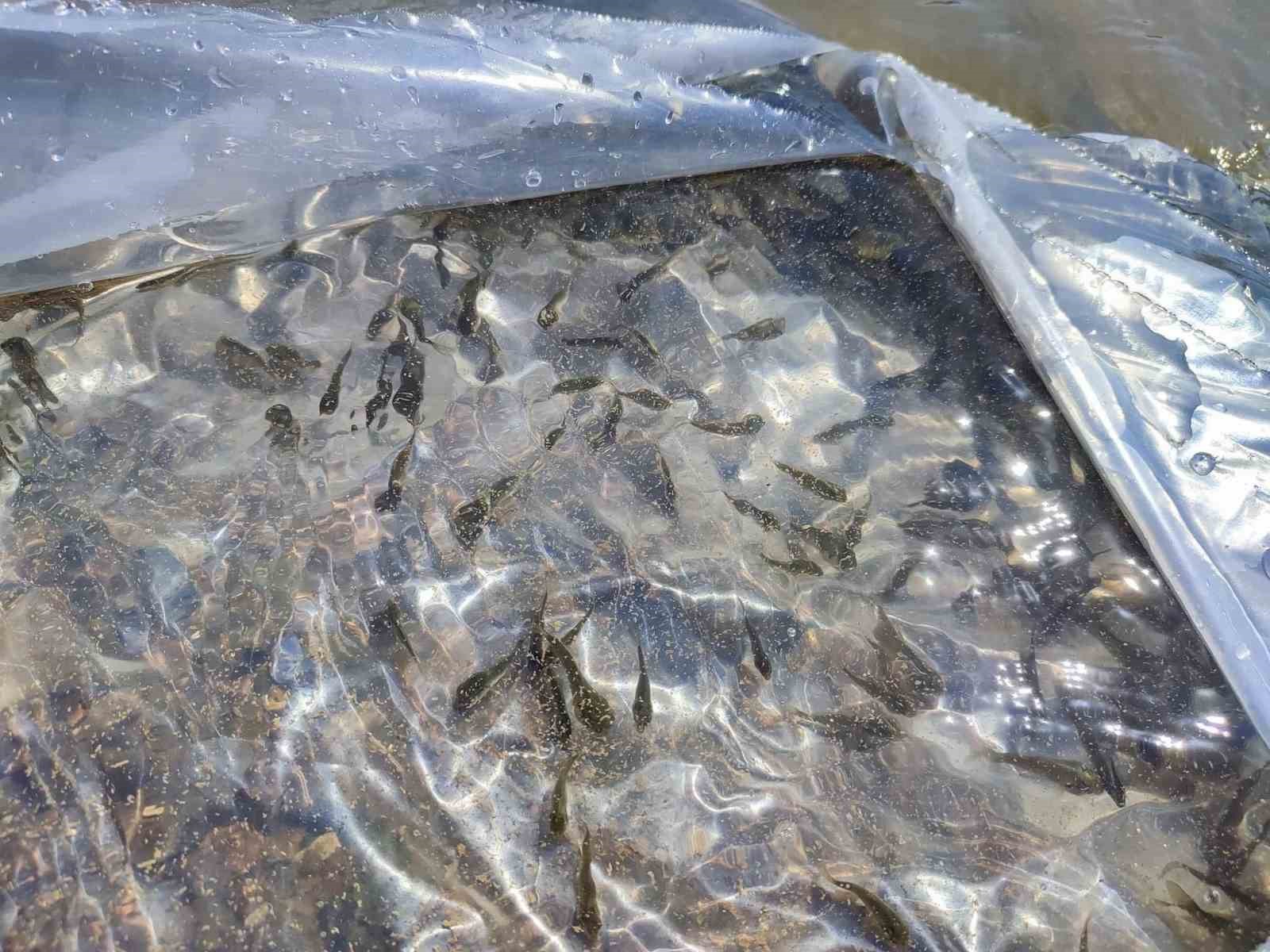 Kapıdağ&rsquo;da bulunan g&ouml;lete 50 bin sazan balığı salındı
