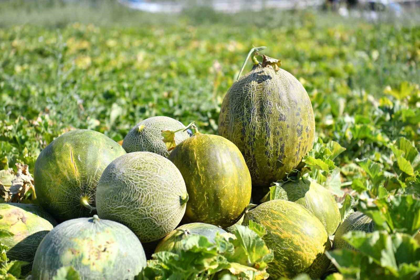 Kavun, karpuz hasadında yöresel coşku