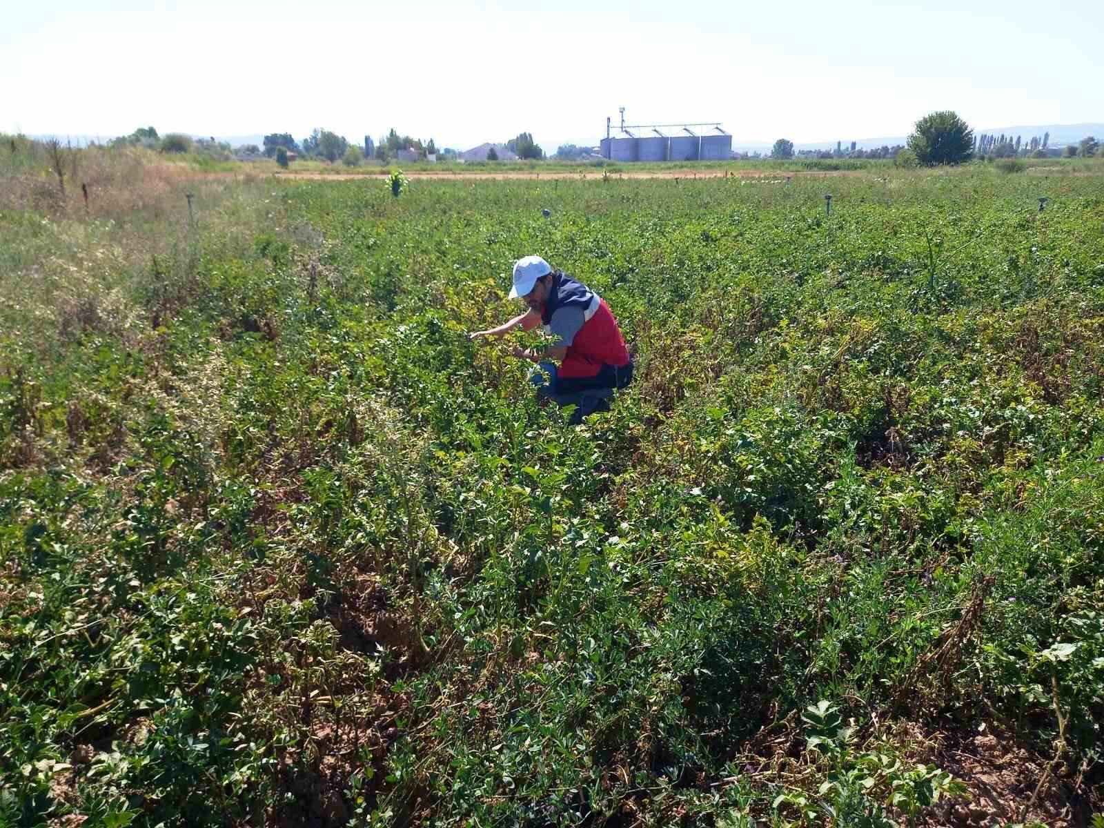 Tavşanlı&rsquo;da patates &uuml;retimi yapılan alanlarda hastalık ve zararlı surveyleri yapıldı
