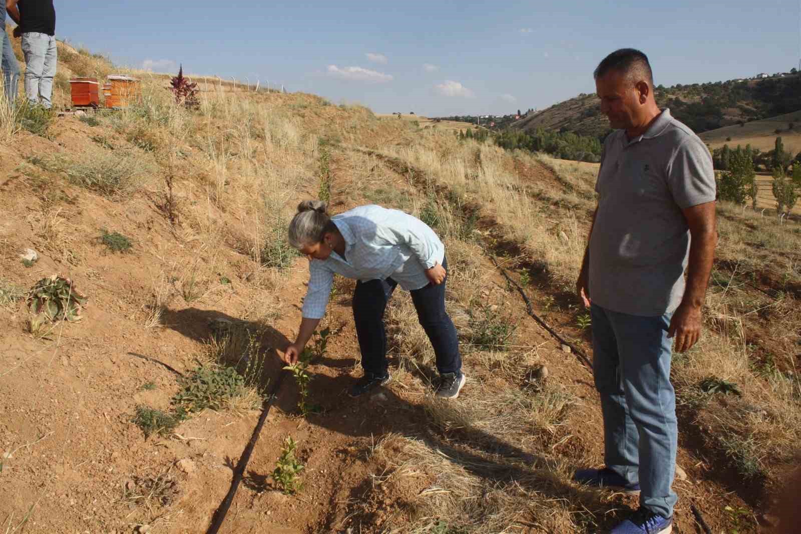 Yozgat’ta “süper meyve” aronyanın hasadı yapıldı
