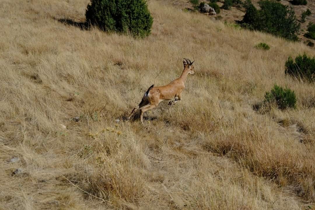 Kazankaya Kanyonu’na 5 dağ keçisi daha salındı