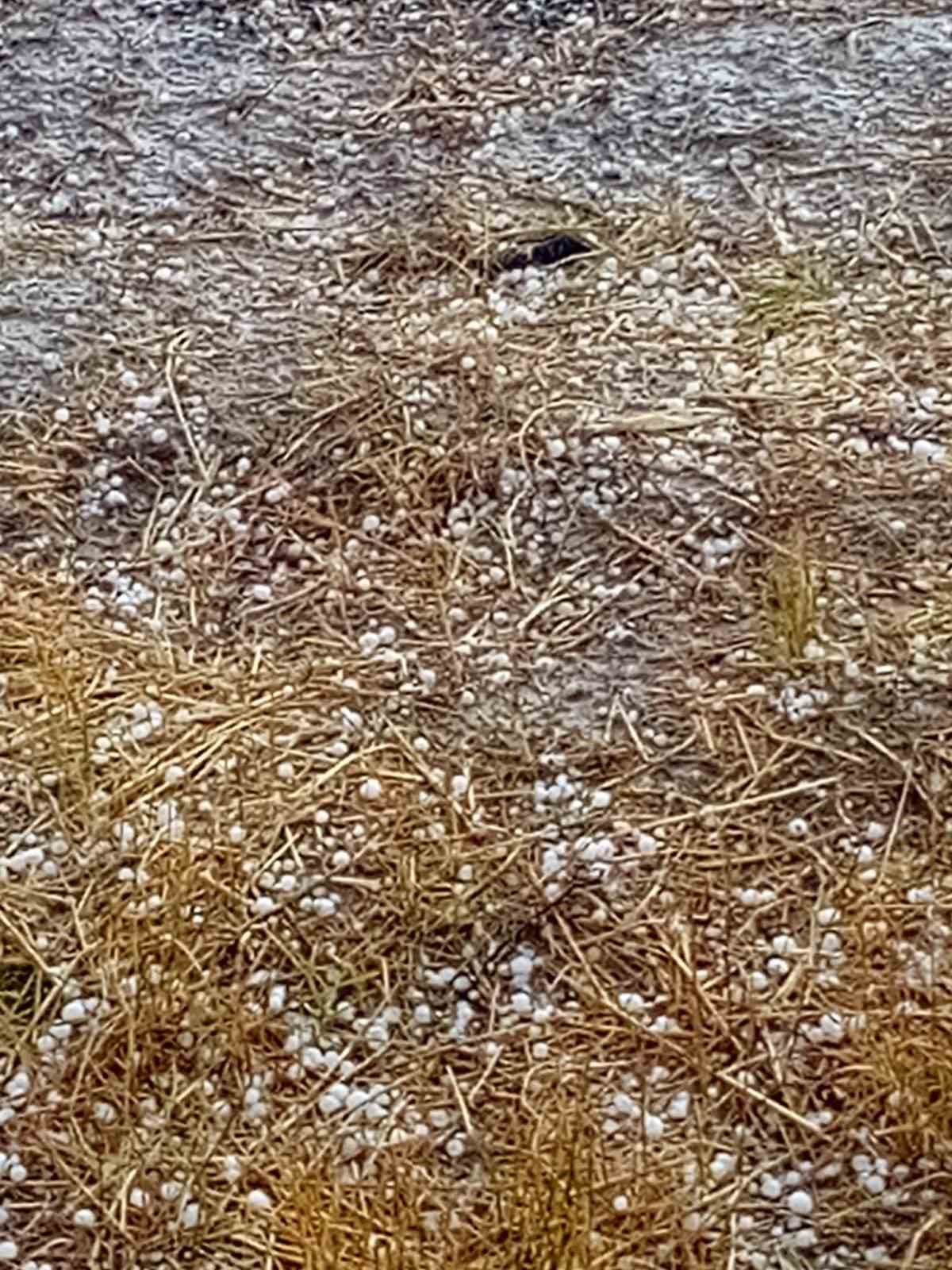 &Ccedil;ameli&rsquo;nde şiddetli dolu ekili arazilere zarar verdi
