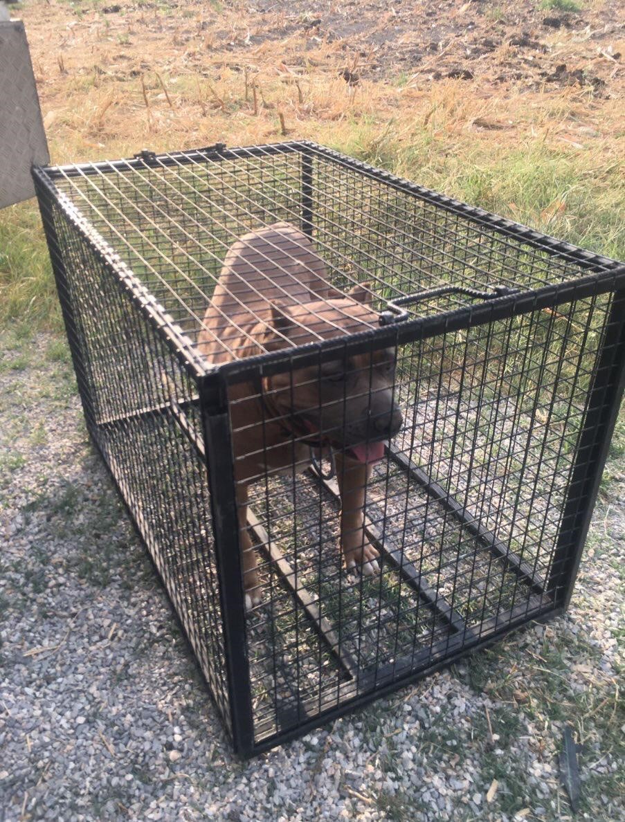 Pitbull cinsi k&ouml;pek bulunduran şahsa 52 bin 924 TL ceza
