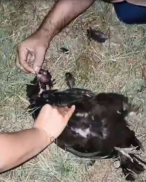 Sansarın saldırdığı tavuğa suni teneff&uuml;s yaptı
