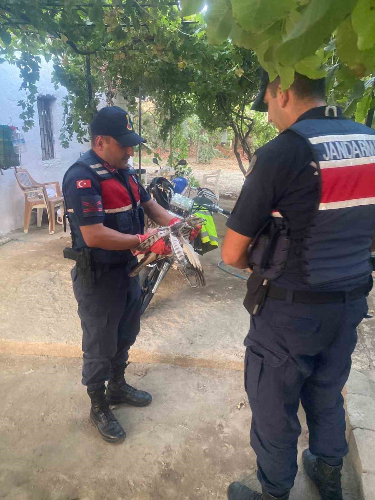 Yaralı şahin, jandarma ekiplerince kurtarıldı