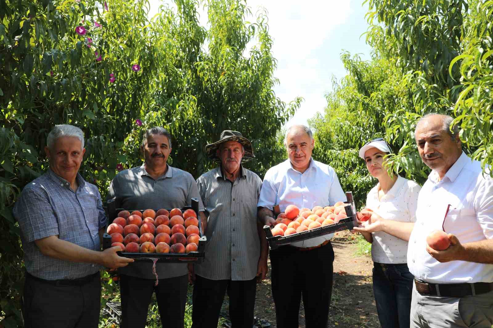 Elazığ’da şeftali hasadı devam ediyor