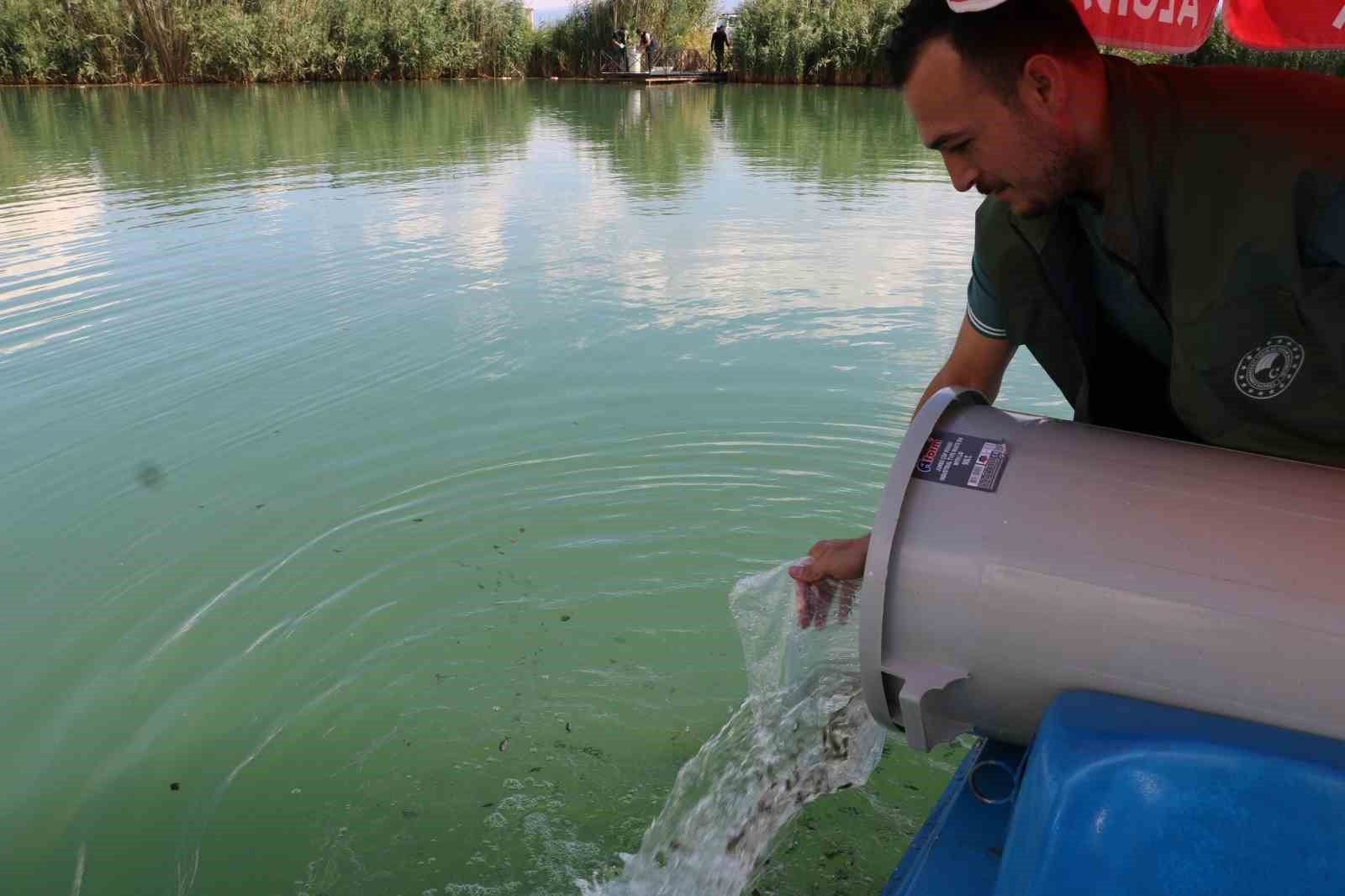 Erzincan&rsquo;da barajlara 560 bin sazan balığı bırakıldı

