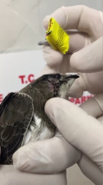 Sinop&rsquo;ta ebabil kuşu yeniden kanat &ccedil;ırptı
